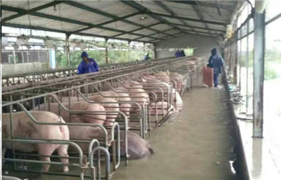 洪水無(wú)情，中糧有情——“新飼軍”與客戶攜手抗洪，共筑水產(chǎn)養(yǎng)殖防線