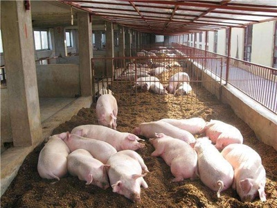 農(nóng)村畜禽養(yǎng)殖規(guī)范管理 三類(lèi)禁養(yǎng)畜禽詳解及違規(guī)后果