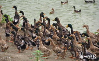 新疆于田麻鴨 特色畜禽資源新成員，點(diǎn)亮水產(chǎn)養(yǎng)殖新圖景