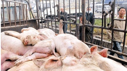 箱式密封自卸式恒溫?zé)o害化處理車(chē) 畜禽處理設(shè)備的價(jià)格解析與選購(gòu)指南